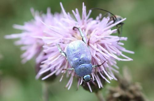 Réf. 235 113 : Hoplia coerulea